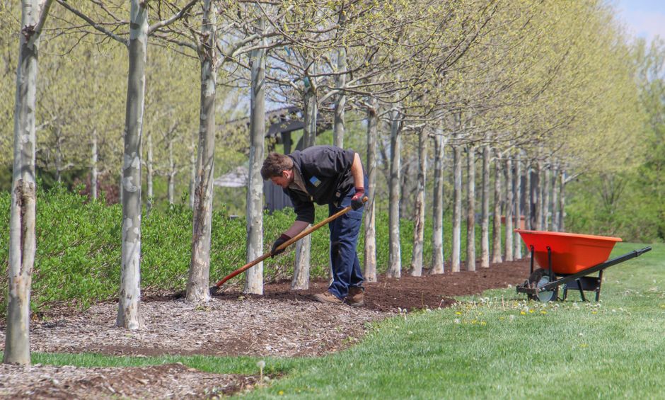 Man working with rake on a row of trees in a spring orchard, enhancing soil quality.